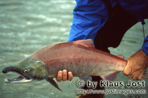 Rotlachs/Blaurückenlachs/Sockeye salmon/Oncorhynchus nerka        Wilder Rotlachs        Das Boot h