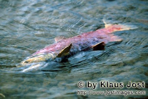 Rotlachs/Blaurückenlachs/Sockeye salmon/Oncorhynchus nerka        Toter Rotlachs        Die Lach
