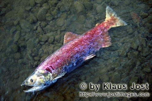 Rotlachs/Blaurückenlachs/Sockeye salmon/Oncorhynchus nerka        Das Ende des Lachszugs        Die
