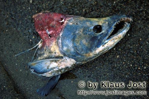 Rotlachs/Blaurückenlachs/Sockeye salmon/Oncorhynchus nerka        Das Ende eines Sockeye-Lachses</b