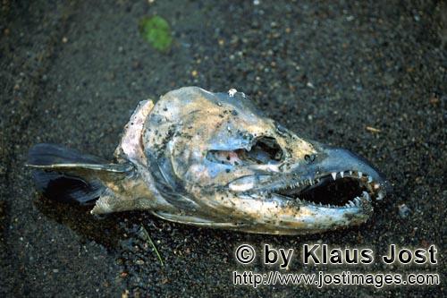 Rotlachs/Blaurückenlachs/Sockeye salmon/Oncorhynchus nerka        Das Ende eines Lachses im Katmai 
