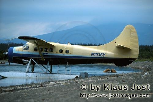 Wasserflugzeug/Buschflugzeug/Alaska        Spielende Braunbären am Wasserflugzeug        In der Reg