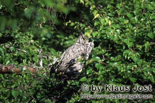 Virginiauhu/Great Horned Owl/Bubo virginianus        Virginia-Uhu am Lake Coville         Der Virgin
