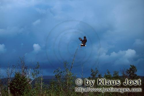 Weißkopf-Seeadler/Bald Eagle/Haliaeetus leucocephalus            Weißkopf-Seeadler im Anflug        