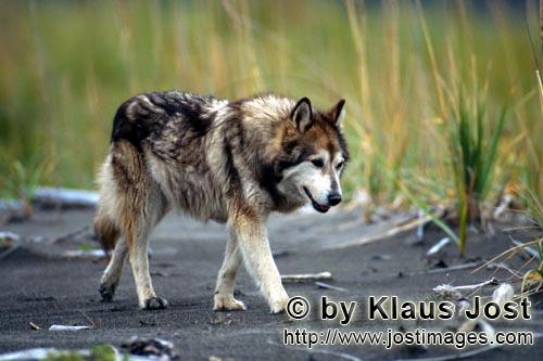 Cook Inlet/Alaska/USA        Wolfshund vom Cook Inlet        Bei einer Wanderung am Ufer des Cook