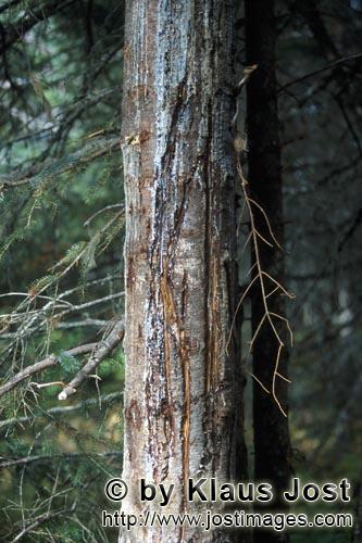 Cook Inlet/Alaska/USA        Baum mit Bärenkrallenspuren        Auf dem Weg zu dem See mit den T