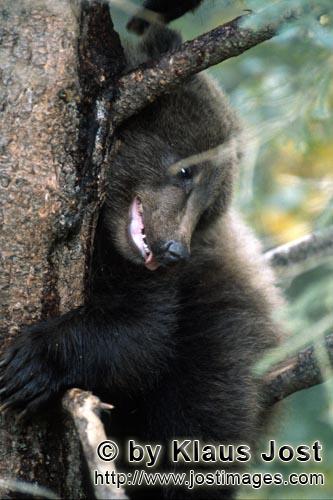 Braunbär/Brown Bear/Ursus arctos horribilis        Entspannt schaut der kleine Braunbär vom Baum</