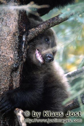 Braunbaer/Brown Bear/Ursus arctos horribilis        Kleiner Braunbär mit Aussicht vom Baum        W