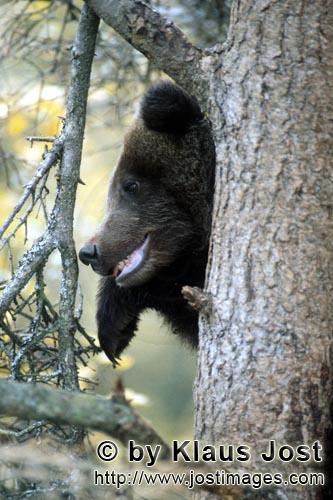 Braunbaer/Brown Bear/Ursus arctos horribilis        Kleiner Braunbär auf dem Baum        Während <