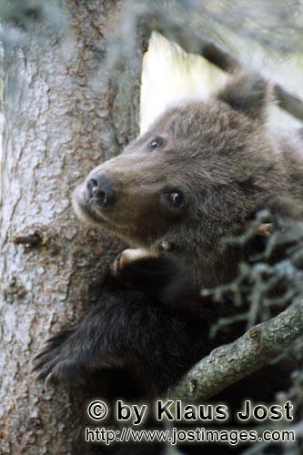 Braunbär/Brown Bear/Ursus arctos horribilis        b>Kleiner Braunbär blickt ängstlich vom Baum  