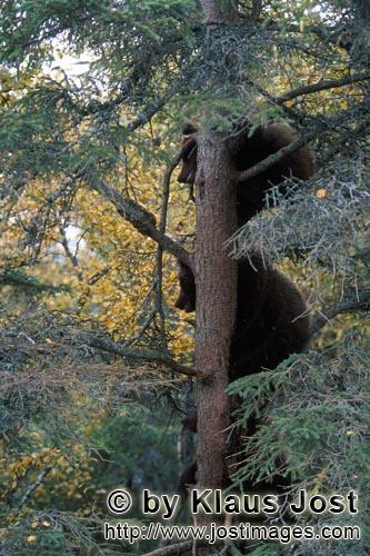 Braunbären/Brown Bears/Ursus arctos horribilis        Drei kleine Bären sind auf einen Baum geklet