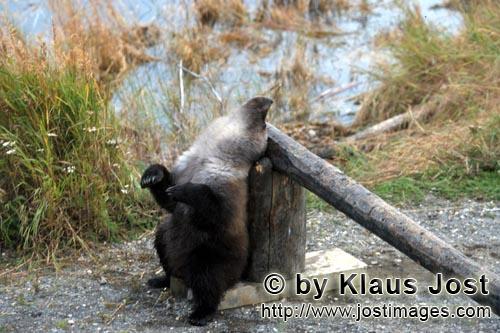 Braunbär/Brown Bear/Ursus arctos horribilis        Kleiner Braunbär schaut in den Himmel        De