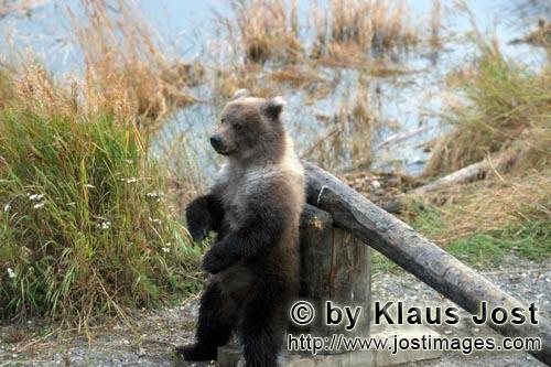 Braunbär/Brown Bear/Ursus arctos horribilis        Junger Braunbär am Schlagbaum        Kommt da j