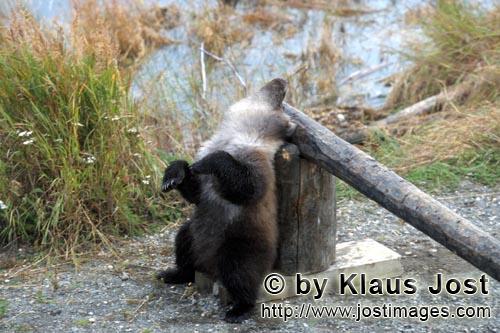 Braunbär/Brown Bear/Ursus arctos horribilis        Kleiner Braunbär entspannt sich am Schlagbaum</