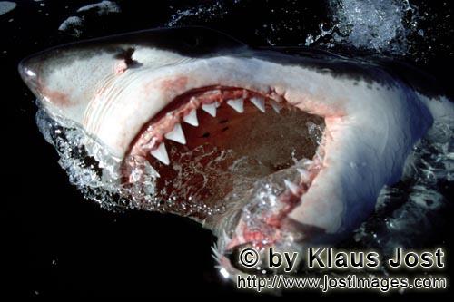 Weißer Hai/Carcharodon carcharias        „….und der Haifisch, der hat Zähne….“         Sec