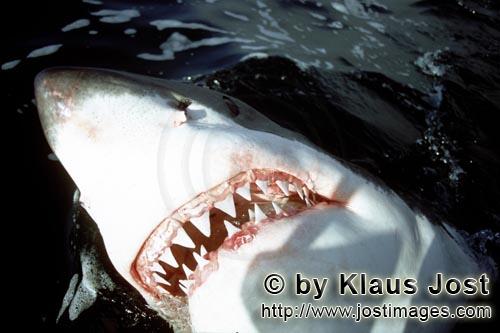 Weißer Hai/Great White Shark/Carcharodon carcharias        Die scharfen Zähne des Weißen Hais