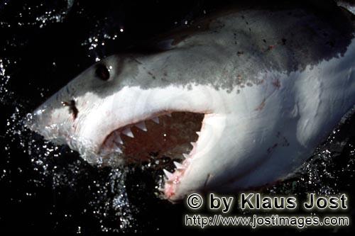 Weißer Hai/Great White Shark/Carcharodon carcharias        Weißer Hai zeigt sein Maul und seine Za