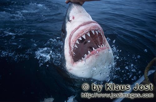 Weißer Hai/Great White Shark/Carcharodon carcharias        Rasiermesserscharf: Die Zähne des Weiß