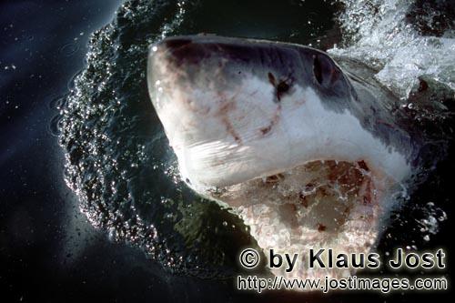 Weißer Hai/Carcharodon carcharias        Mit offenem Maul durchstößt der Weiße Hai das Wasser</b