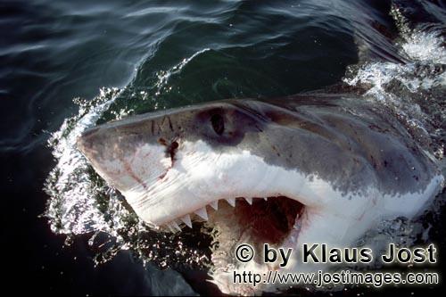 Weißer Hai/Carcharodon carcharias        Weißer Hai durchbricht das Wasser mit offenem Maul      