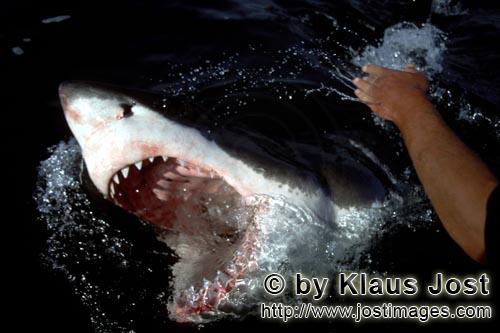 Weißer Hai/Great White Shark/Carcharodon carcharias        Weißer Hai durchbricht mit geoeffnetem 