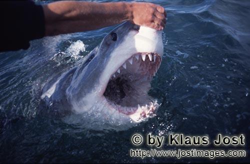Weißer Hai/Great White shark/Carcharodon carcharias        Handberuehrung an der Schnauzenspitze de