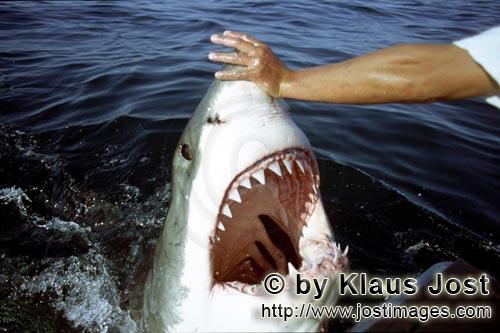 Weißer Hai/Great White Shark/Carcharodon carcharias        Der Weiße Hai hat sein Maul geoeffnet</