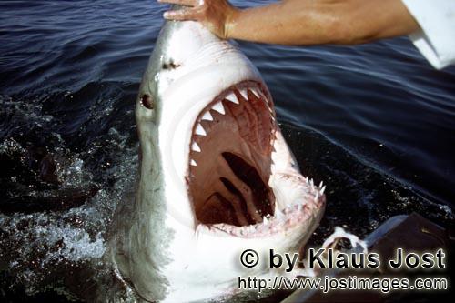 Weißer Hai/Great White Shark/Carcharodon carcharias        Weit geoeffnetes Weisse Hai Maul        