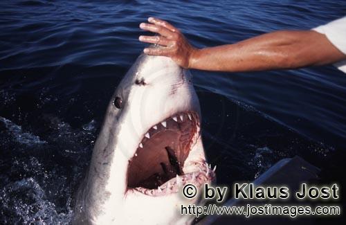 Weißer Hai/Great White shark/Carcharodon carcharias        Handkontakt an der Schnauzenspitze des W