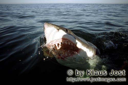 Weißer Hai/Great White shark/Carcharodon carcharias        Ein Weißer Hai interessiert sich fuer d