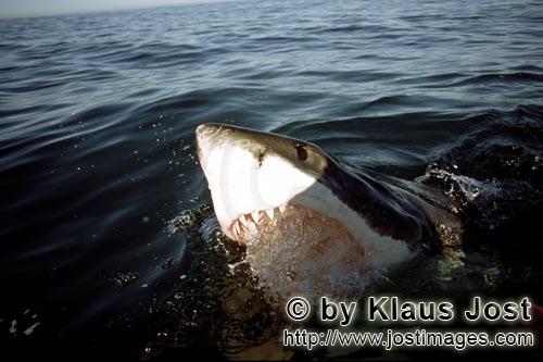 Weißer Hai/Great White Shark/Carcharodon carcharias        Weißer Hai an der Wasseroberflaeche im 