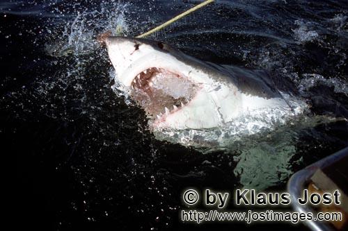 Weißer Hai/Great White Shark/Carcharodon carcharias        Aus dem dunklen Wasser taucht ein Weiße