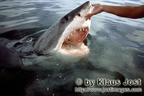 Weißer Hai/Great White Shark/Carcharodon carcharias        Handberuehrung an der Weiße Hai Nase</b