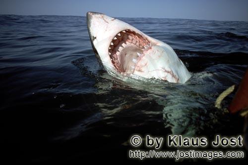 Weißer Hai/Great White shark/Carcharodon carcharias        Imposanter Weiße Hai Rachen        Ploe