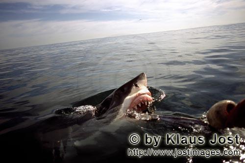 Weißer Hai/Great White Shark/Carcharodon carcharias        Weißer Hai vor dem Zubeißen        Plo