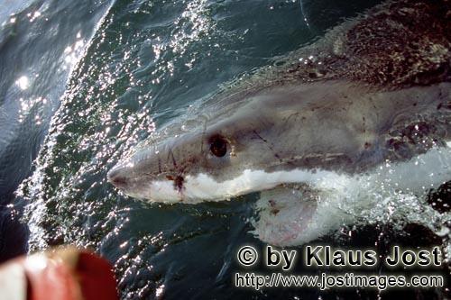 Weißer Hai/Great White Shark/Carcharodon carcharias        Weißer Hai nahe am Außenbordmotor 