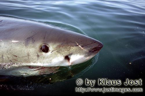 Weißer Hai/Great White Shark/Carcharodon carcharias        Weiße Hai Schnauze mit Lorenzinischen A
