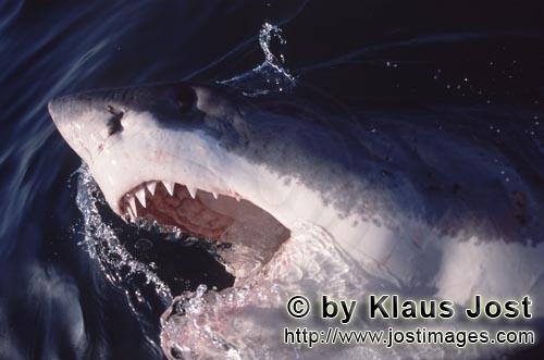 Weißer Hai/Great White shark/Carcharodon carcharias        Der Weiße Hai durchbricht die Wasserobe