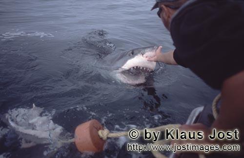 Weißer Hai/Great White shark/Carcharodon carcharias        Michael Rutzen beruehrt die Nase des Wei