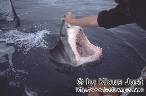 Weißer Hai/Great White shark/Carcharodon carcharias        Weit oeffnet der Weiße Hai sein Maul</b