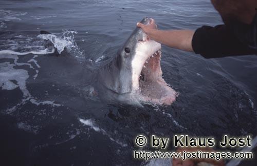 Weißer Hai/Great White shark/Carcharodon carcharias        Weit oeffnet der Weiße Hai sein Maul an