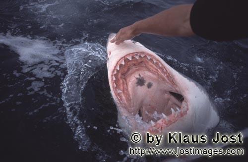 Weißer Hai/Great White shark/Carcharodon carcharias        Der Rachen des Weißen Hais        Als <