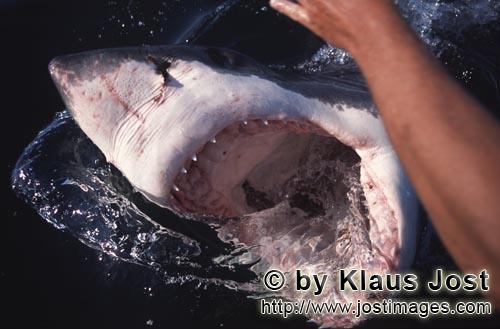 Weißer Hai/Great White Shark/Carcharodon carcharias        Weiße Hai Maul weit geoeffnet         S