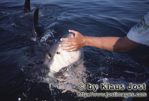 Weißer Hai/Great White shark/Carcharodon carcharias        Der Handkontakt an der Schnauzenspitze d
