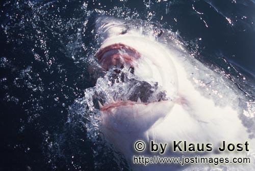 Weißer Hai/Great White Shark/Carcharodon carcharias        Weißer Hai schnappt nach Wasser       