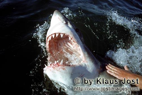 Weißer Hai/Great White Shark/Carcharodon carcharias        Das Maul des Weißen Hais mit messerscha