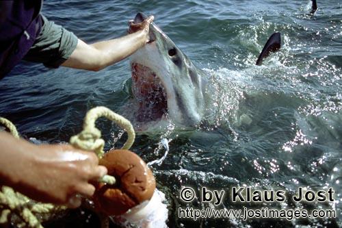 Weißer Hai/Great White Shark/Carcharodon carcharias        Handkontakt mit der Weisse Hainase   