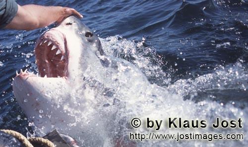 Weißer Hai/Great White shark/Carcharodon carcharias        Der ausdruckstarke Blick des Weißen Hai