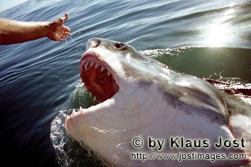 Weißer Hai/Great White Shark/Carcharodon carcharias        Weißer Hai fixiert die ausgestreckte Ha