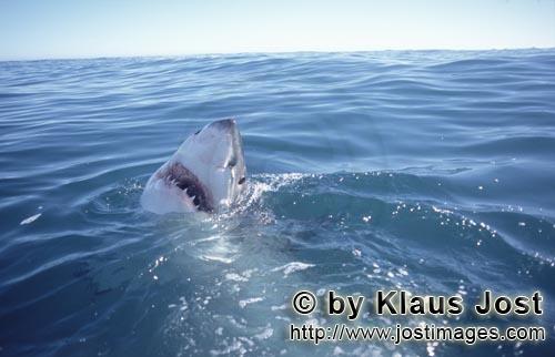 Weißer Hai/Great White Shark/Carcharodon carcharias        Weißer Hai hebt seinen Kopf aus dem Was